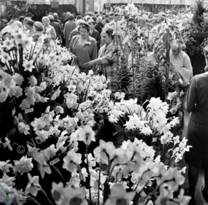 Spring Flower Show, Harrogate, 1960